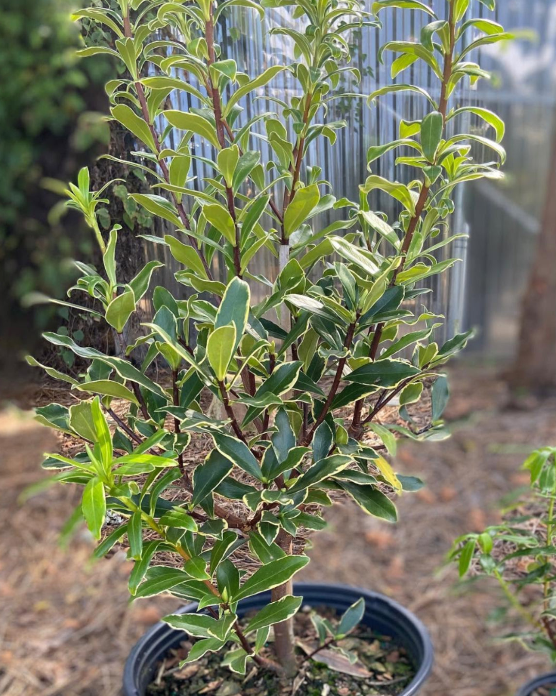 Pink Fragrant Variegated Winter Daphne