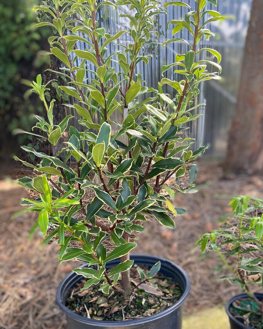 White Winter Daphne Variegated