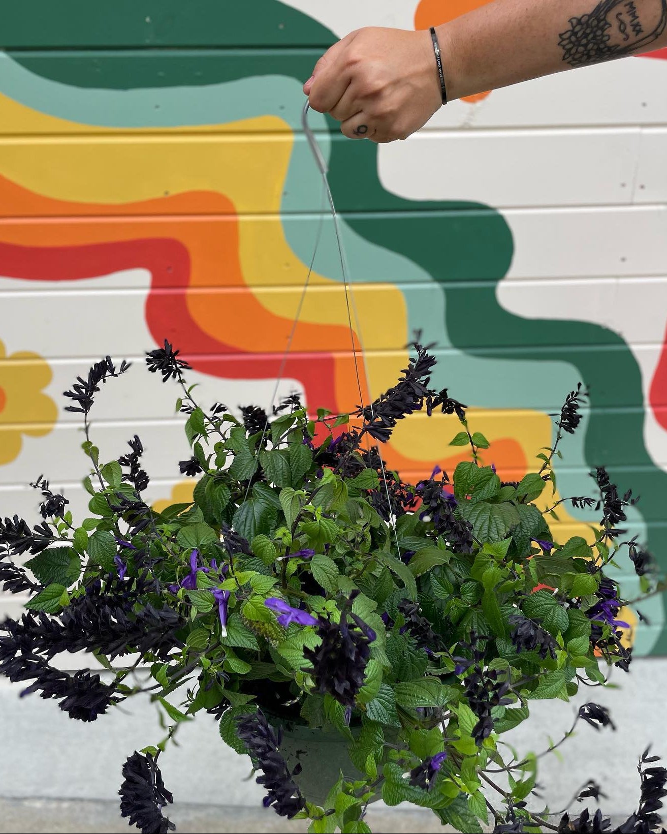 Hummingbird Falls Salvia Hanging Basket