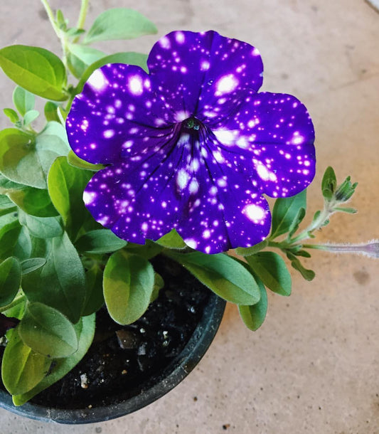 Night Sky Petunia