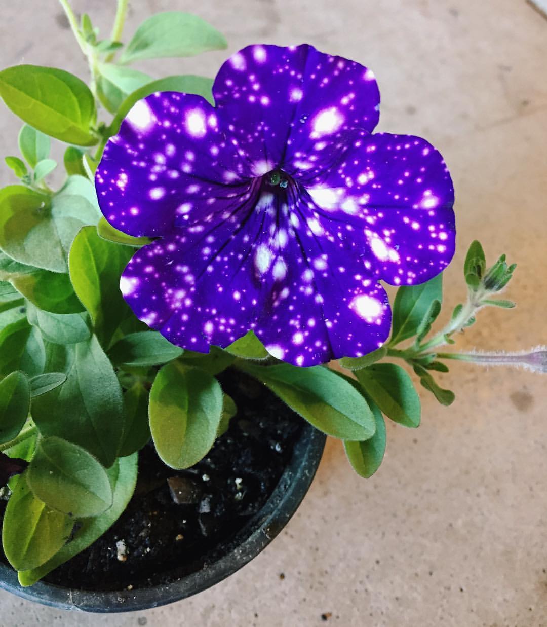 Night Sky Petunia