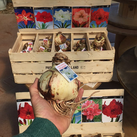 Marilyn Amaryllis Bulb