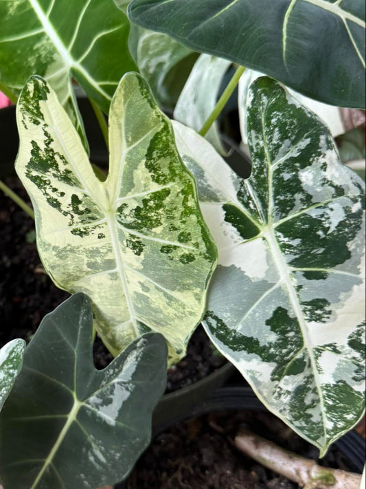 Variegated Frydek Elephant Ear Houseplant