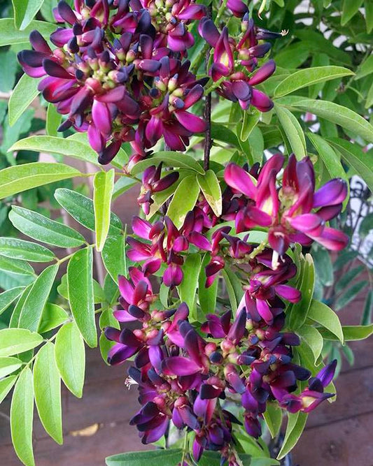 Summer Wisteria (JD's Loves This Plant!)