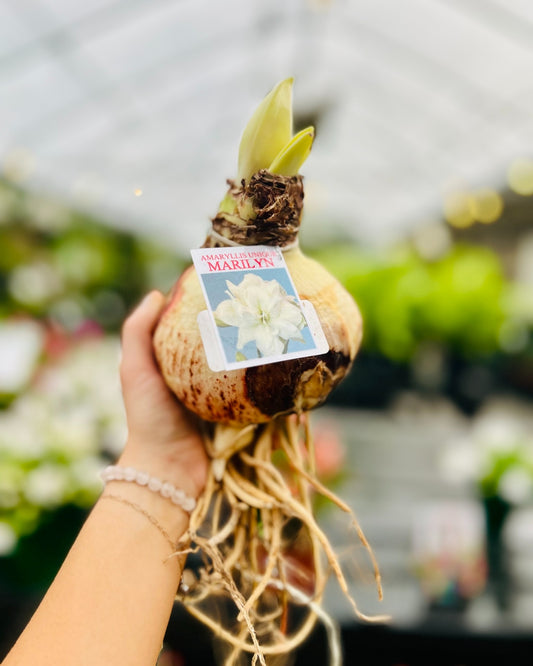Striped Amadeus Amaryllis Bulb