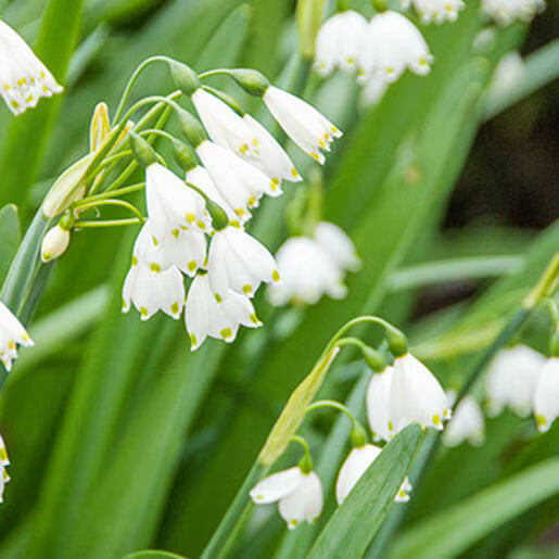 Leucojum aestivum (Summer Snowflake) 🤍🌿