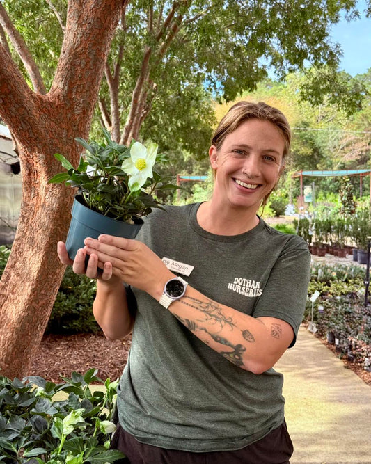 Helleborus Molly's White