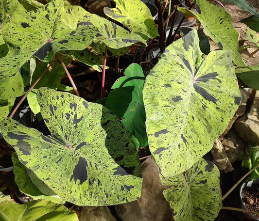 Majestic Mojito Elephant Ear Bulb