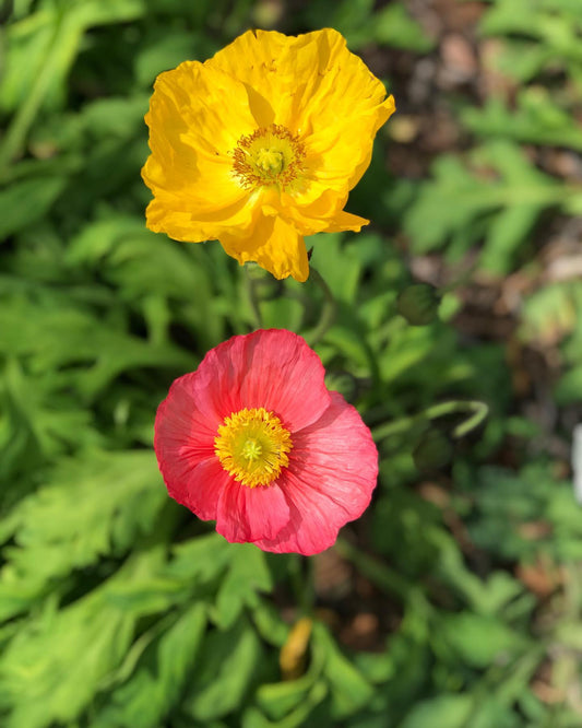 Champagne Bubbles Poppies