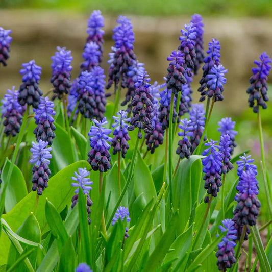 Muscari Armeniacum (Grape Hyacinth) 💙🌿