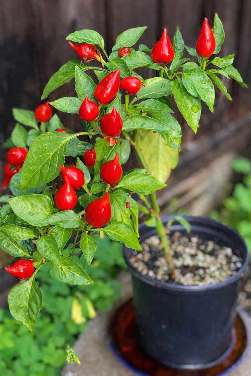 Biquinho Sweet Pepper