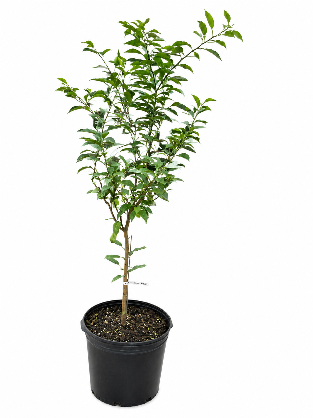 Yuzu Lemon Tree - Super Cold Hardy!