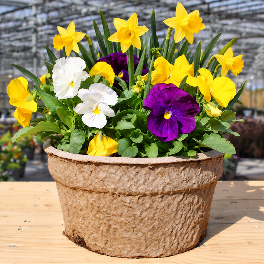 Spring Loaded – Pansies Now, Spring Bulbs Later