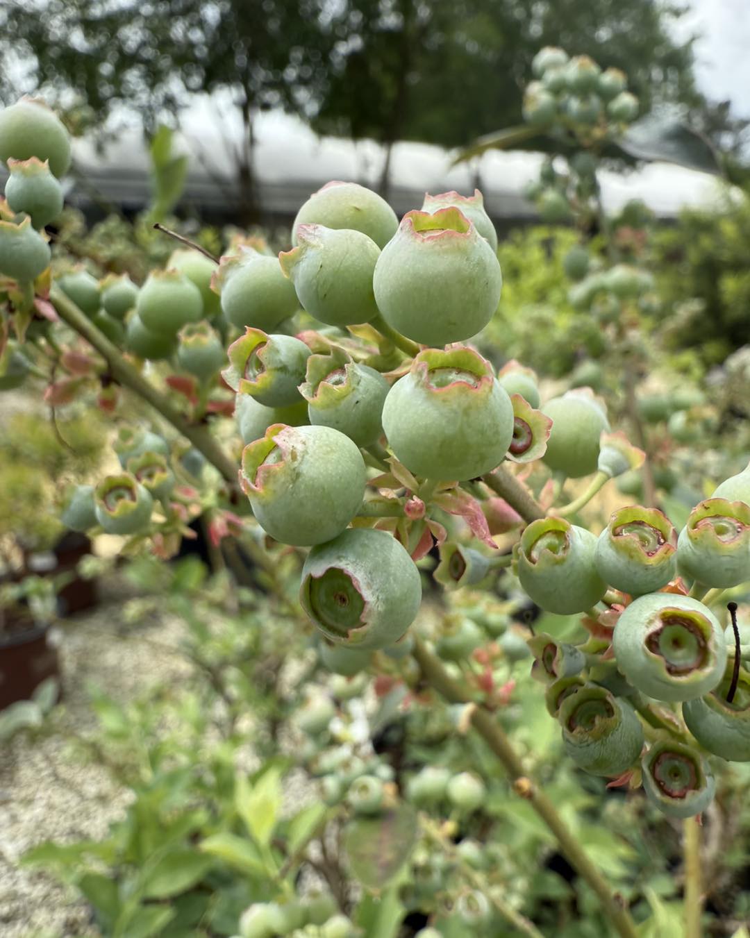 Pink Lemonade Blueberry Bush
