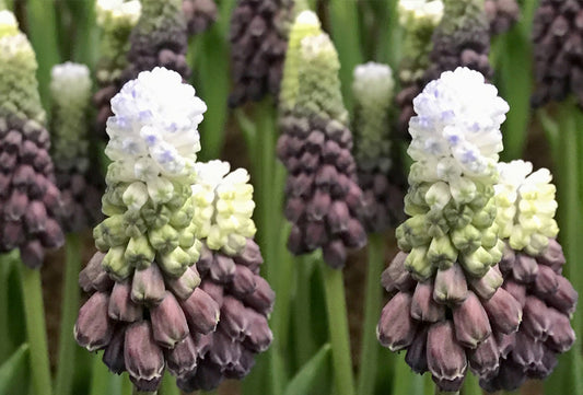Muscari latifolium (Grape Hyacinth) 💜🌿