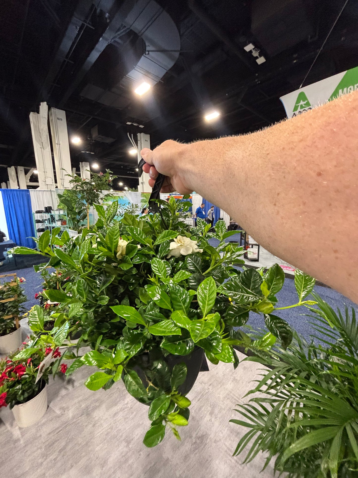Gardenia Hanging Basket For Shade & Scents!