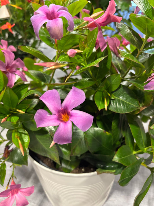 Bluephoria Mandevilla