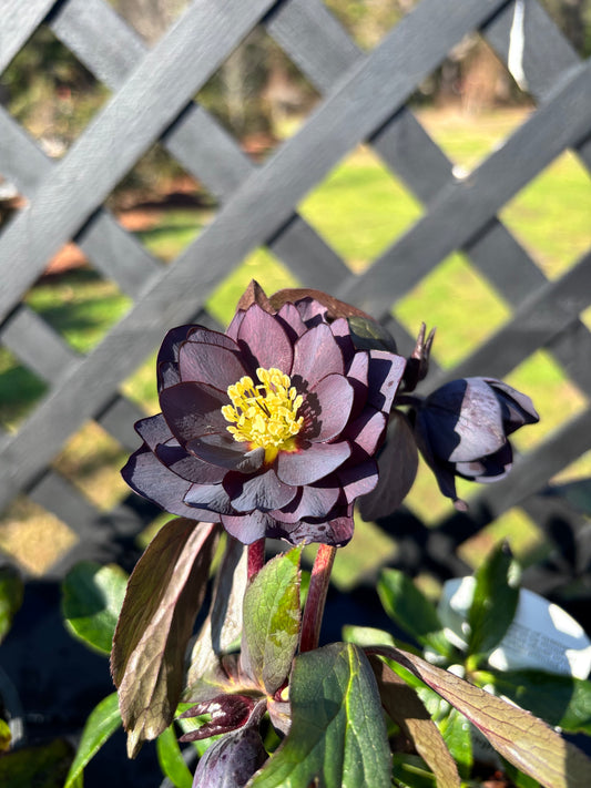 Helleborus Dashing Groomsman Black
