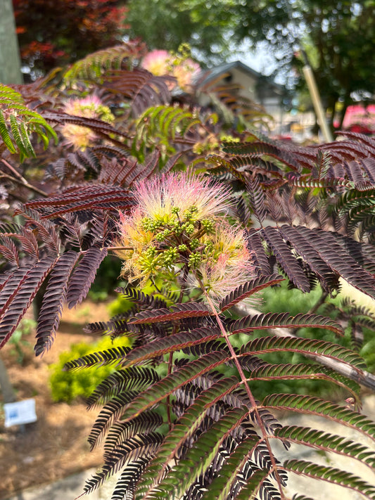 Chocolate Mimosa Tree