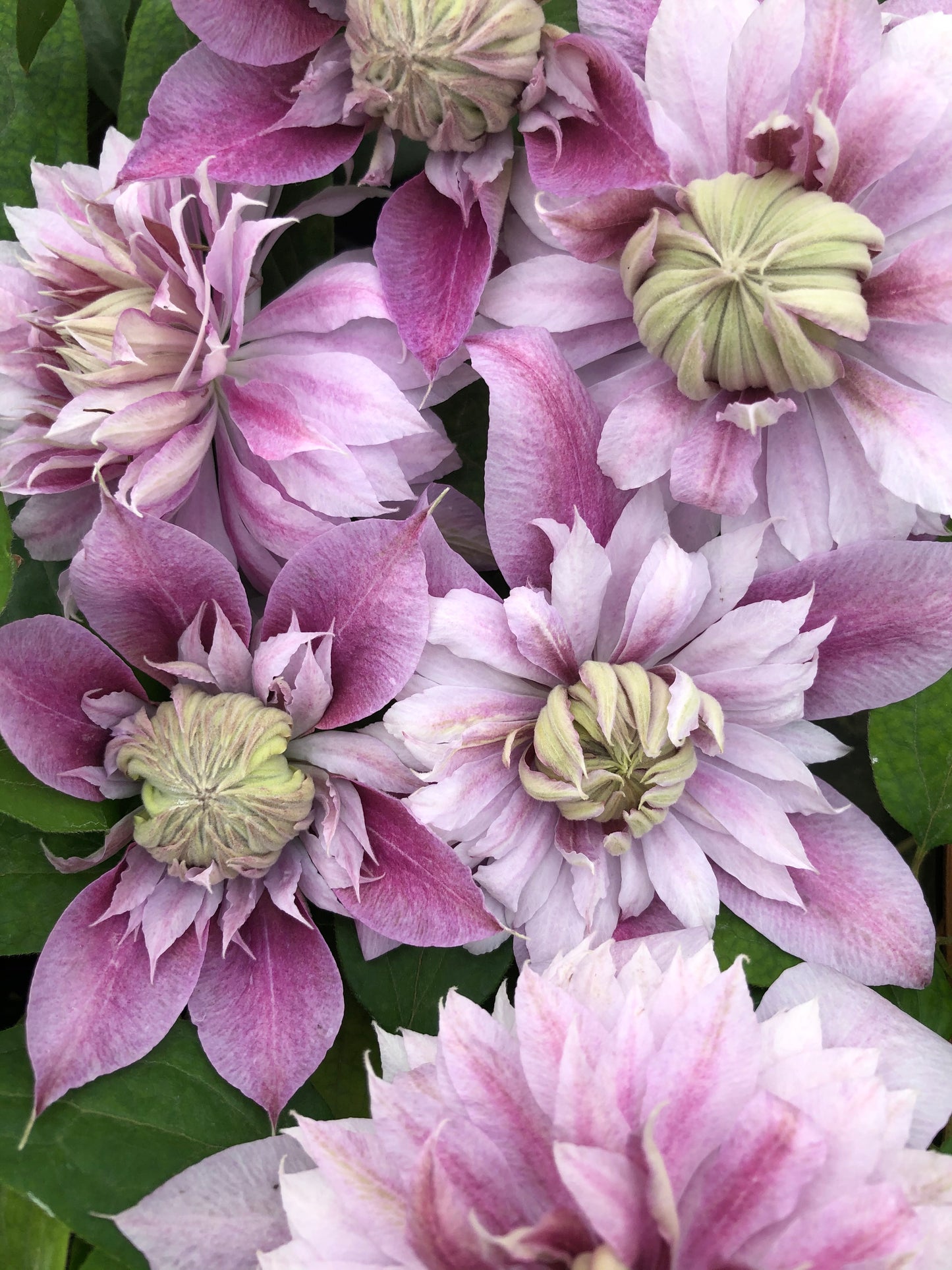 Josephine Clematis