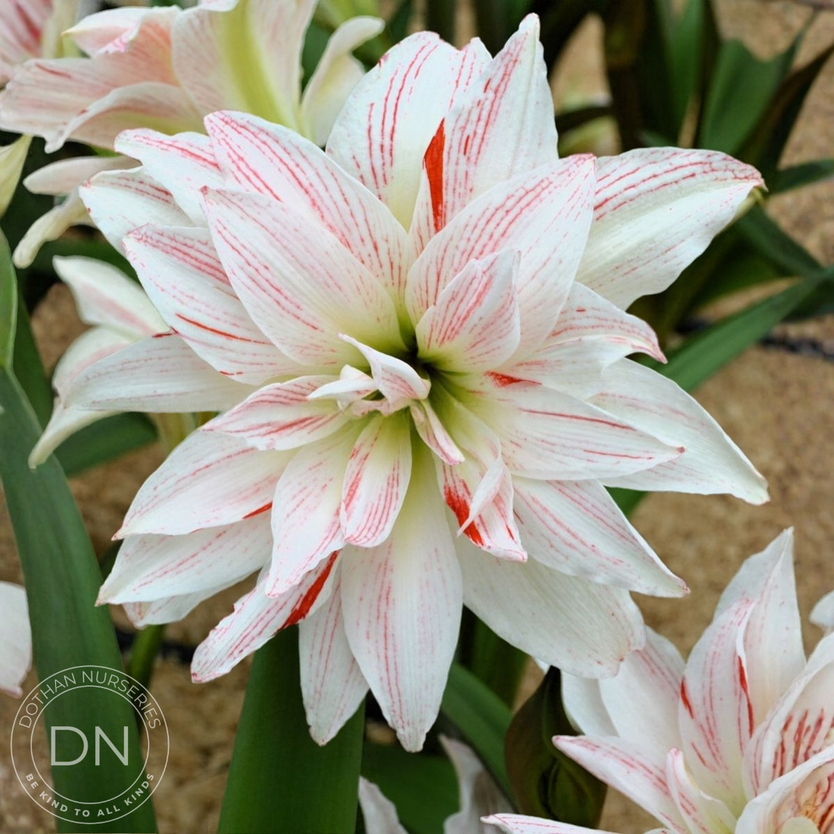 Pretty Amadeus Amaryllis