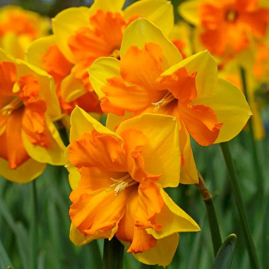 Narcissus ‘Butterfly Congress’ 🌼🦋