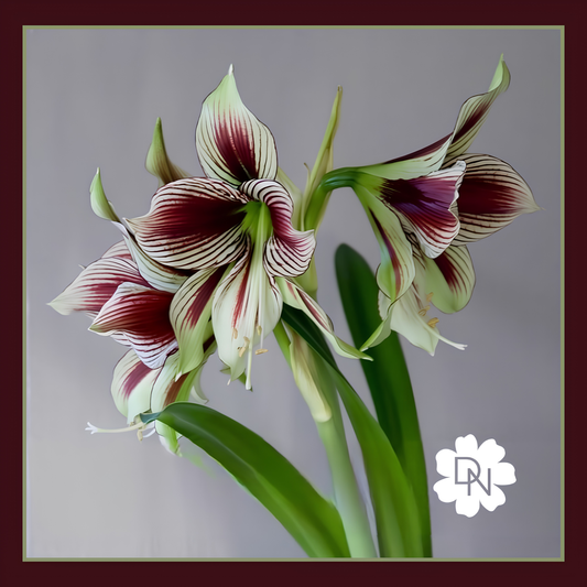 Papillio Amaryllis