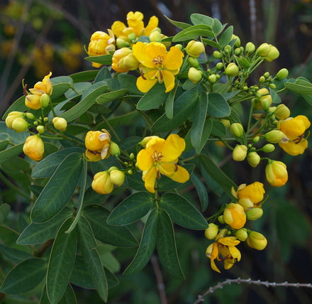 Yellow Fall Blooming Cassia Tree