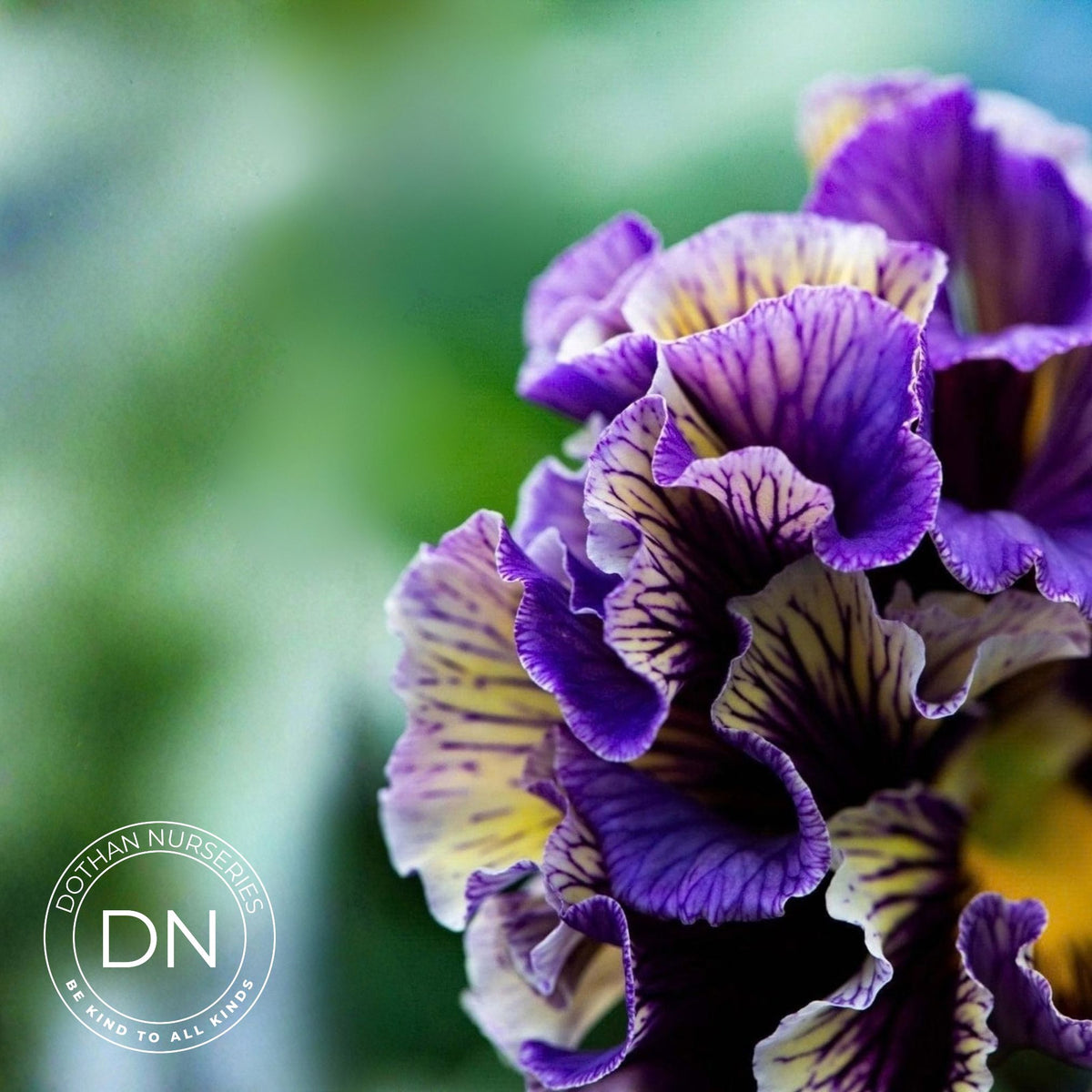 Elegance Pansy – Twilight Collection