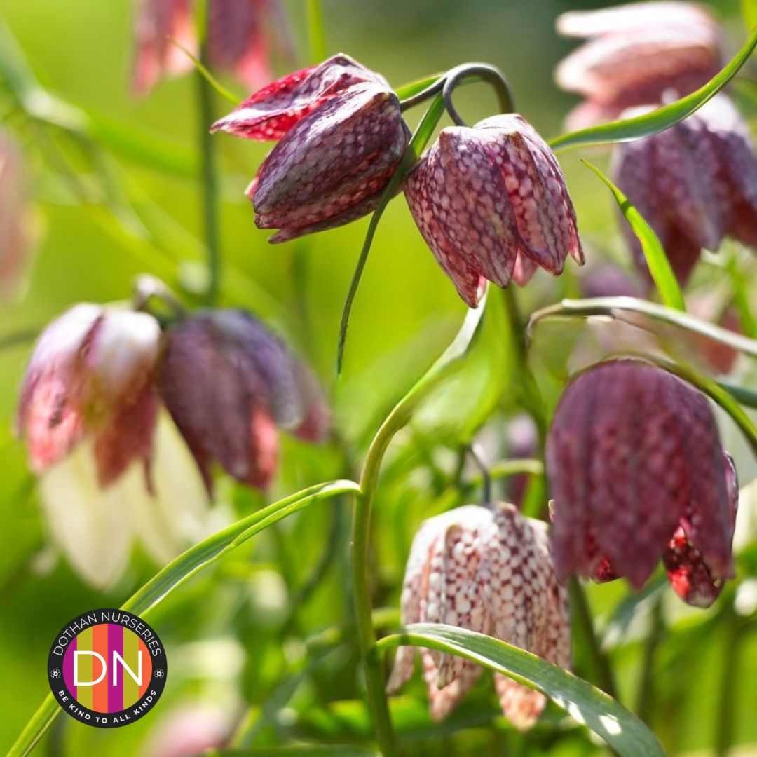 Fritillaria Meleagris Chess Flower Bulbs