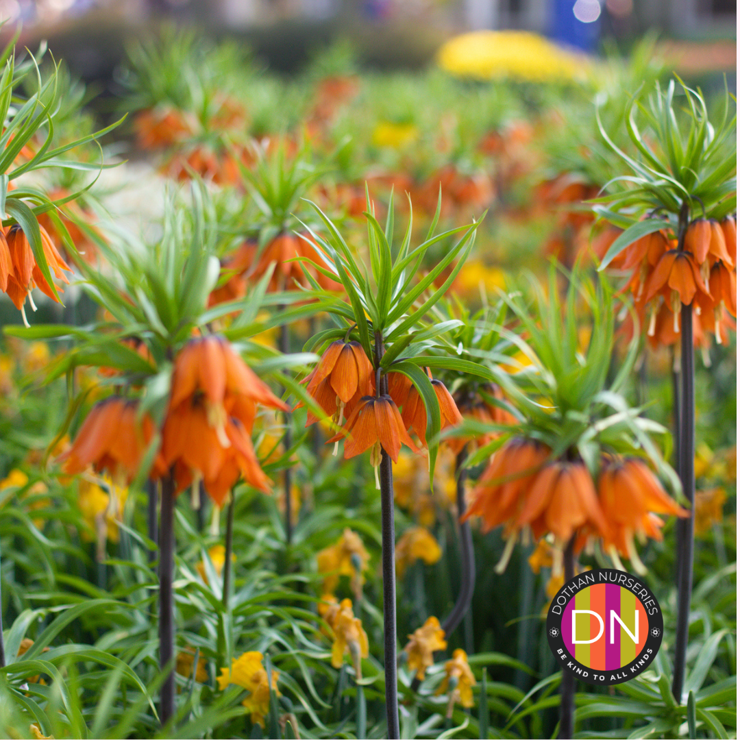 Fritillaria imperialis 'Rubra' (Crown Imperial) Bulb