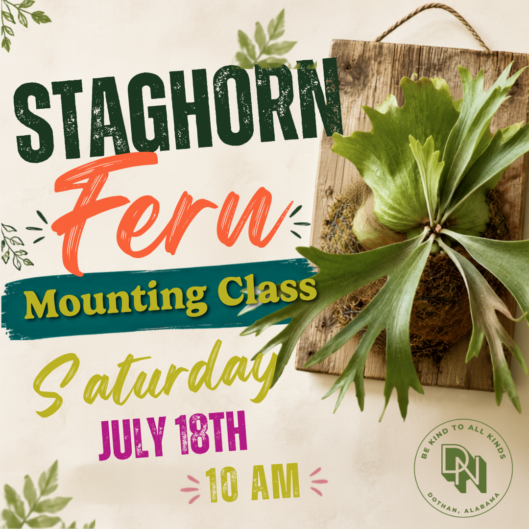 Staghorn Fern Mounting Class