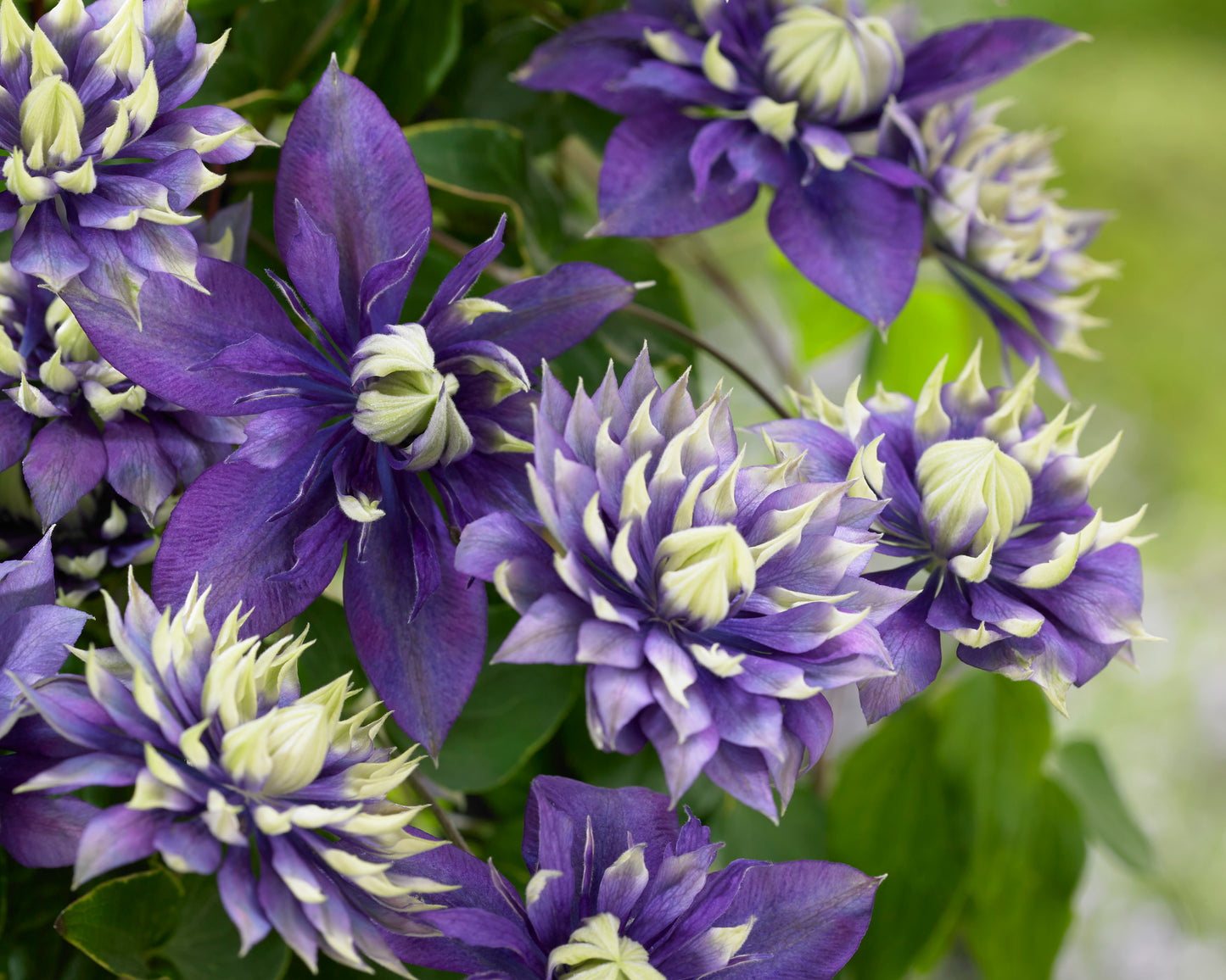 Bernadine Clematis