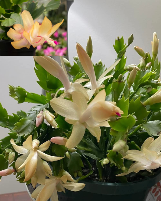 Dothan Nurseries Electric Lemon Dream Christmas Cactus