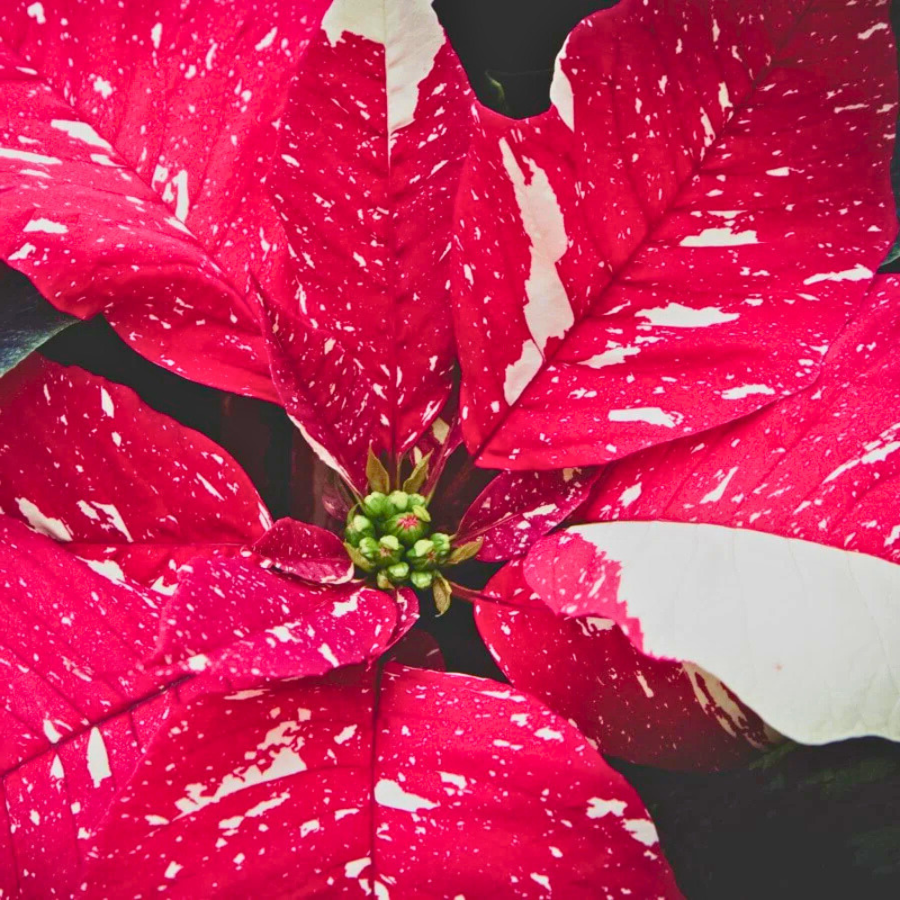 Ravishing Red Glitter Poinsettia
