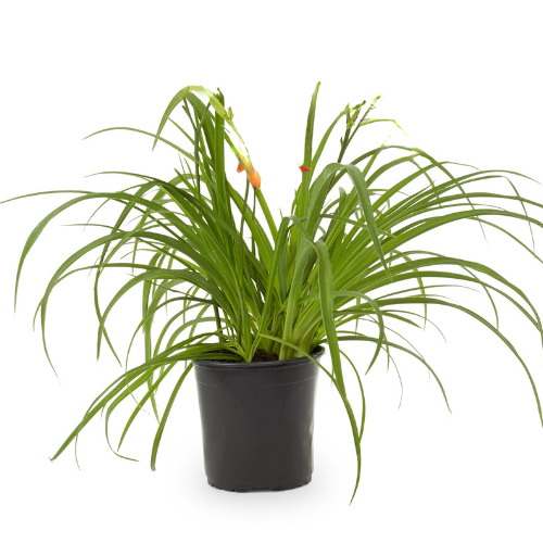 Diva's Choice Daylily