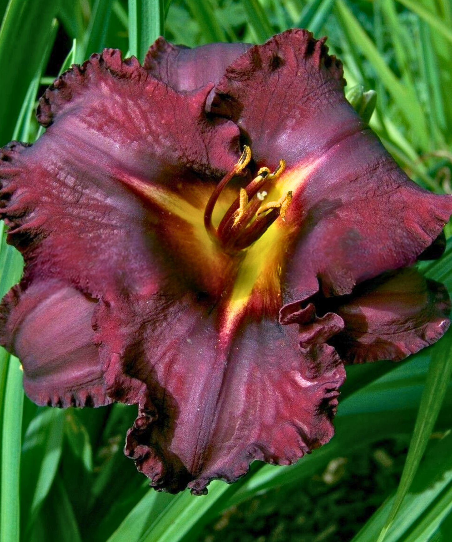 Black Stockings Daylily