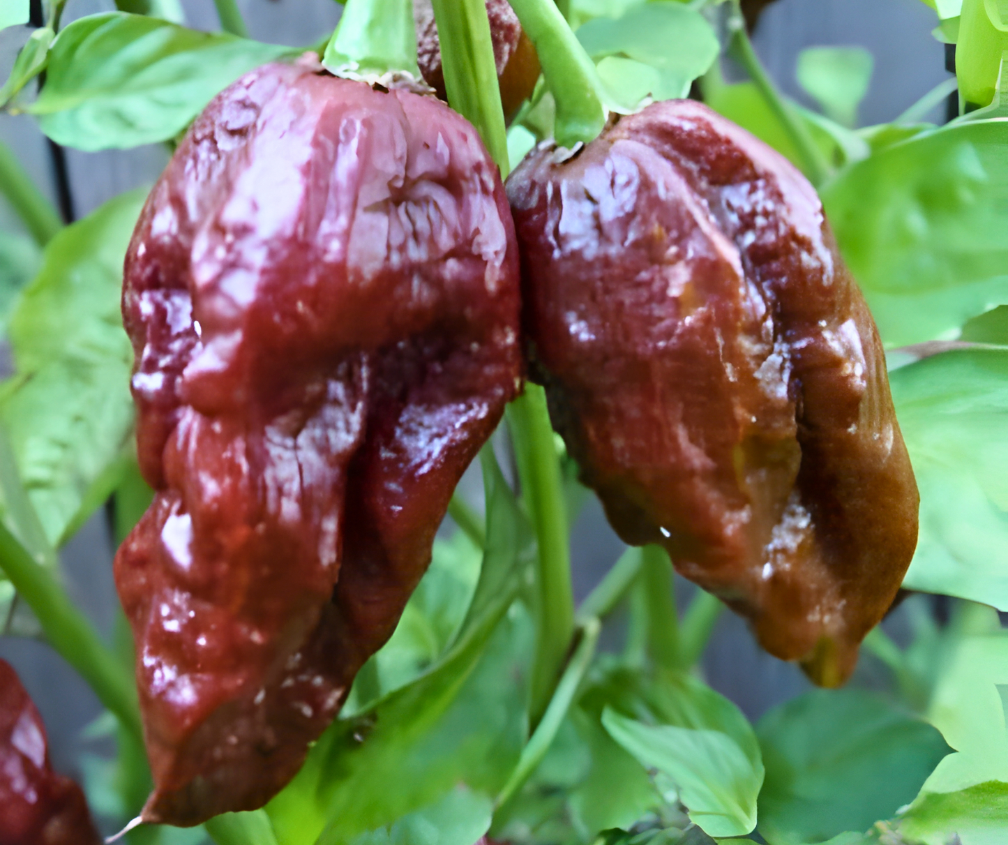 Chocolate Ghost Hot Pepper