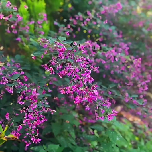 Lespedeza ‘Little Volcano’ — The Fall Fireworks Show 🎆