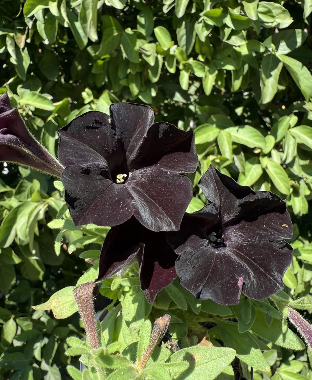 Black Petunia