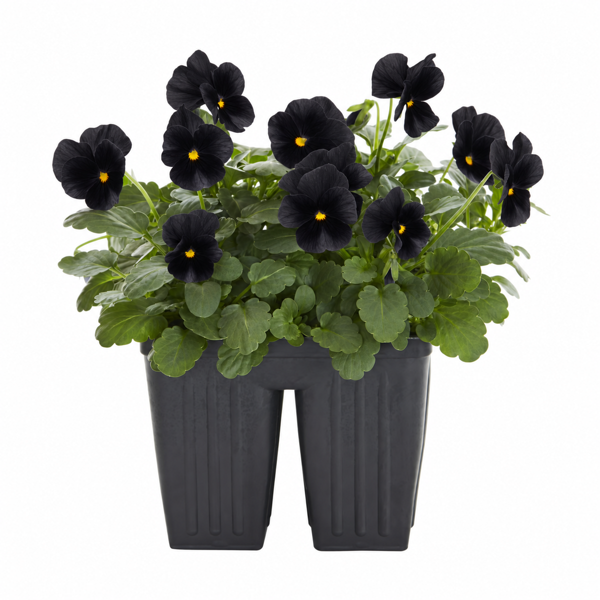 Black Violas