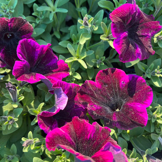 Cosmic Purple Petunia