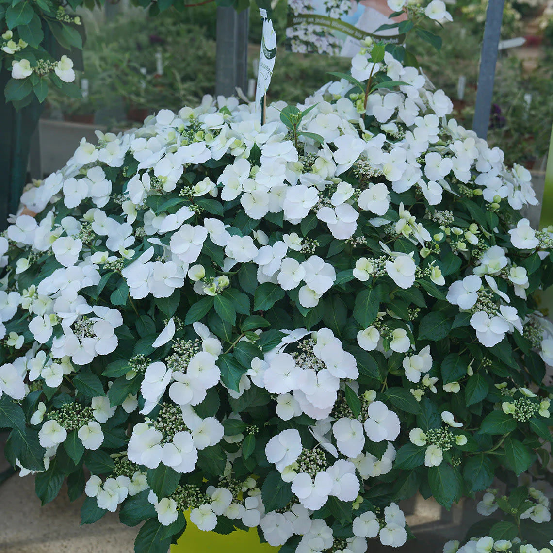 Fairytrail Bride Cascading Hydrangea