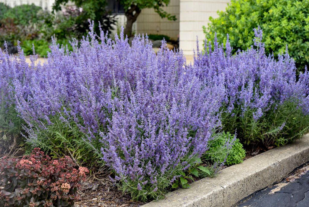 Denim N' Lace Russian Sage