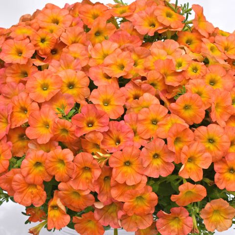 Flower Shower Golden Harvest Petunia