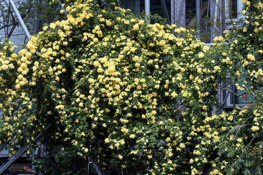Yellow Lady Banks Climbing Thornless Rose