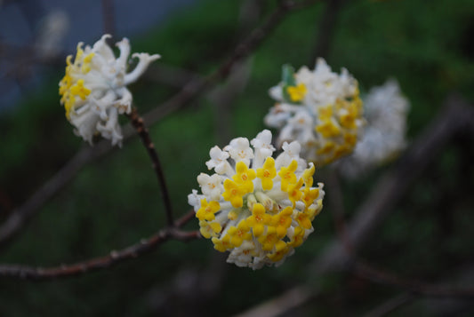 Paperbush Edgeworthia