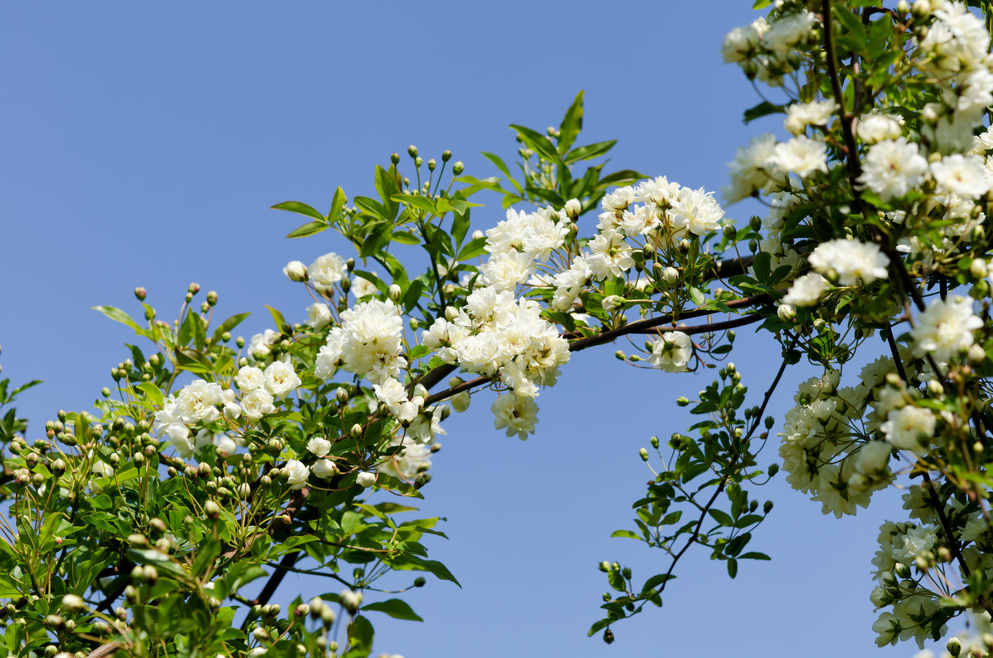 White Lady Banks Climbing Thornless Rose