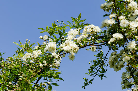White Lady Banks Climbing Thornless Rose