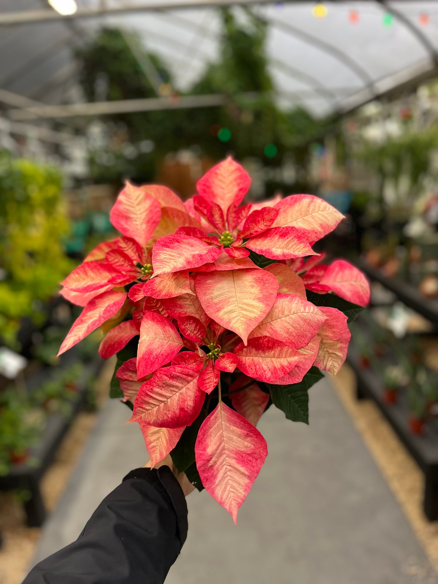 Ice Ice Crystal (Too Cold, Too Cold) Poinsettia